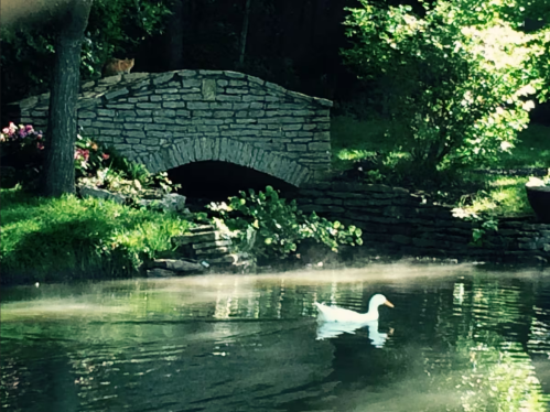 A white duck swims in a misty pond near a stone bridge, with a cat perched on the bridge above.