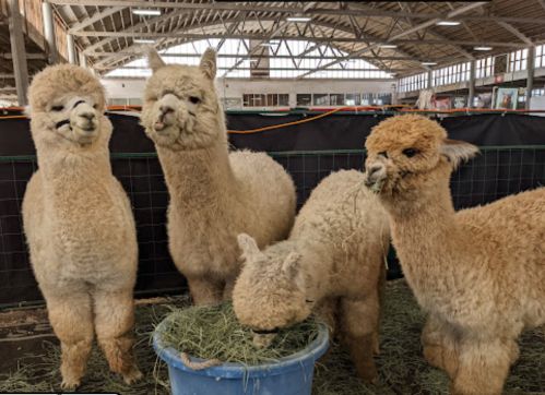 Four fluffy alpacas in a barn, with one eating hay from a blue bucket while the others look on.
