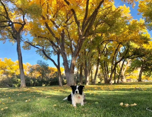 A black and white dog sits on green grass under vibrant yellow autumn trees.