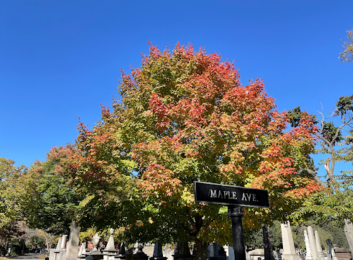 A vibrant tree with red and orange leaves stands beside a sign for Maple Ave against a clear blue sky.