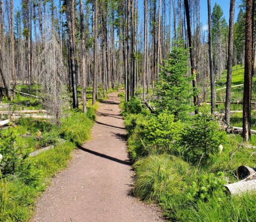 A dirt path winds through a forest with tall, charred trees and vibrant green undergrowth.