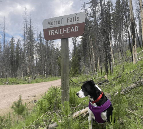 A dog in a purple harness sits near a sign for Morrell Falls Trailhead, surrounded by green grass and trees.