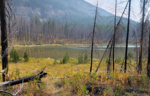 A serene lake surrounded by charred trees and green grass, set against a backdrop of mountains.
