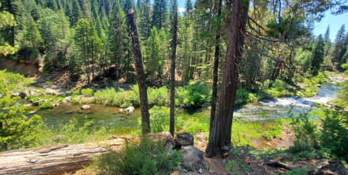 A serene river flows through a lush forest, surrounded by tall trees and vibrant greenery under a clear blue sky.
