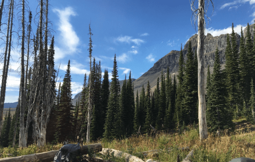 A scenic view of tall evergreen trees and a mountain under a blue sky with scattered clouds.
