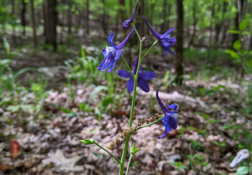 A close-up of purple wildflowers growing in a forest, surrounded by green foliage and leaf litter.