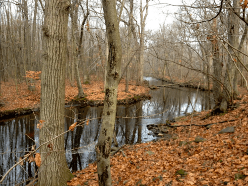 A serene river flows through a wooded area, surrounded by bare trees and fallen leaves in a tranquil setting.