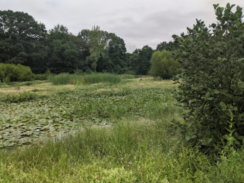 A serene wetland scene with lush greenery, lily pads, and trees under a cloudy sky.