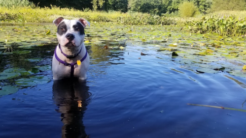 A dog with a black and white coat stands in shallow water surrounded by lily pads and greenery.