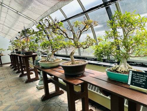 A greenhouse with several bonsai trees displayed on wooden tables, featuring a bright, sunny atmosphere.