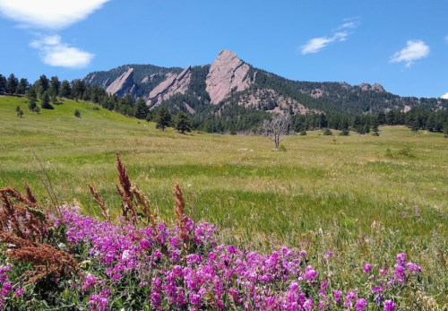 A vibrant field of purple flowers in the foreground, with rocky mountains and a clear blue sky in the background.
