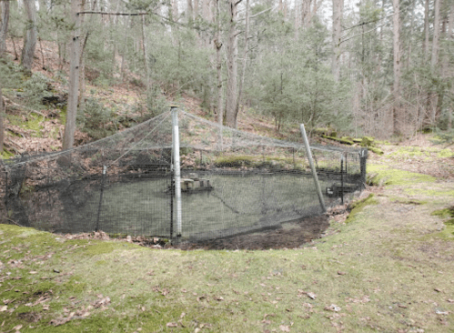 A fenced area with a netting cover in a wooded setting, surrounded by trees and mossy ground.