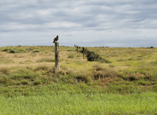 A hawk perched on a wooden post in a grassy field under a cloudy sky, with more posts lined in the background.