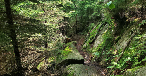 A moss-covered rock pathway surrounded by dense green trees in a serene forest setting.