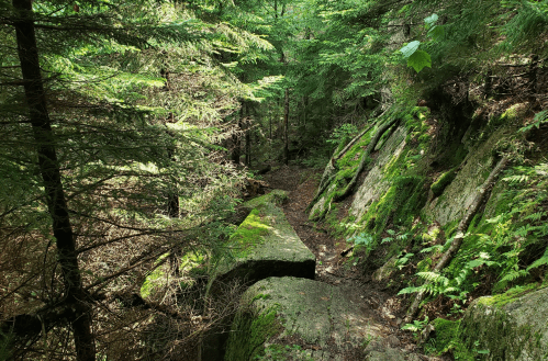 A lush forest scene with moss-covered rocks and dense greenery, creating a serene, natural pathway.
