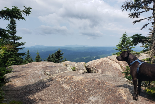 A dog stands on a rocky outcrop, overlooking a vast mountain landscape with trees and cloudy skies.