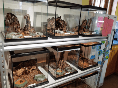 A display of several glass terrariums containing various naturalistic habitats and decorations.