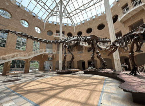 Two large dinosaur skeletons displayed in a spacious, well-lit museum atrium with a glass ceiling.
