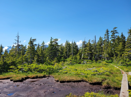 Lush green forest with tall trees under a clear blue sky, featuring a wooden path through the vibrant landscape.