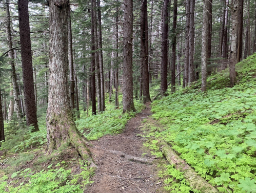 A winding dirt path through a lush green forest with tall trees and vibrant undergrowth.