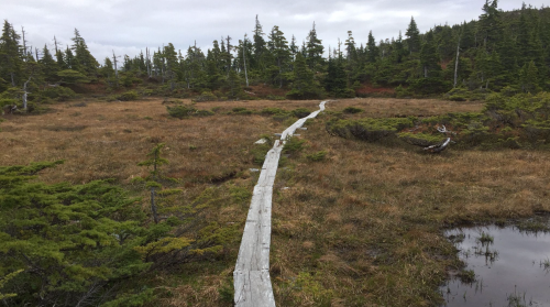 A wooden boardwalk stretches through a grassy, marshy landscape surrounded by trees under a cloudy sky.
