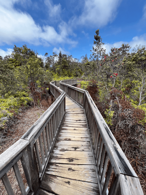 A winding wooden boardwalk through lush greenery under a blue sky with scattered clouds.