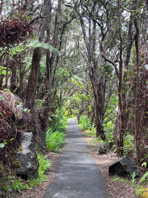 A serene pathway through a lush, green forest, lined with trees and ferns on either side.