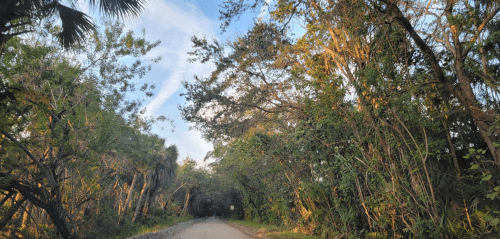 A serene dirt road surrounded by lush greenery and trees under a clear blue sky.