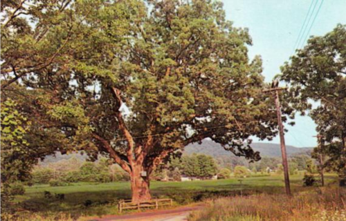 A large tree stands by a rural road, with fields and mountains in the background under a clear sky.