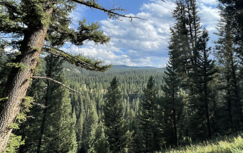 A scenic view of a dense forest with tall trees and mountains in the background under a partly cloudy sky.