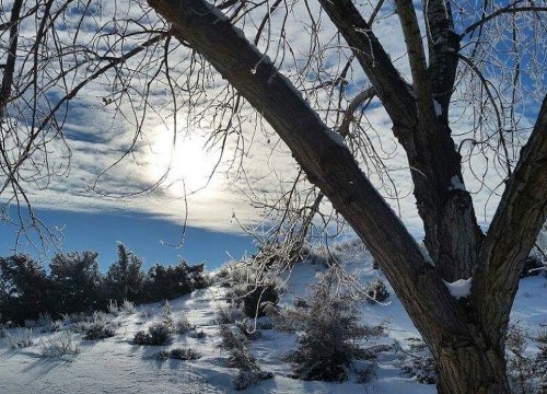 A snowy landscape with a bare tree silhouetted against a bright sun and cloudy sky.