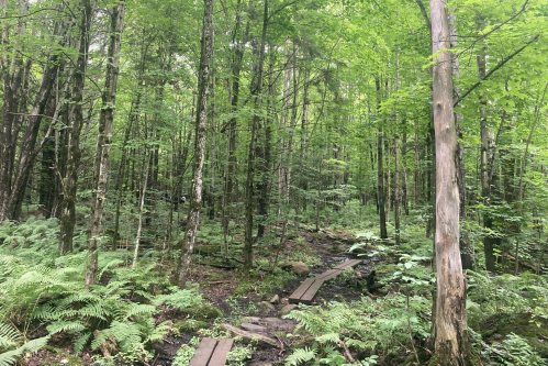 Lush green forest with tall trees and ferns, featuring a wooden path winding through the undergrowth.