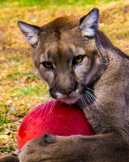 A close-up of a cougar resting with a red ball, looking intently at the camera in a natural setting.