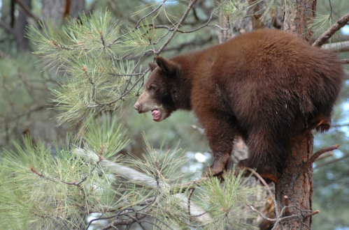 A brown bear perched on a tree branch among green pine needles, looking alert in its natural habitat.