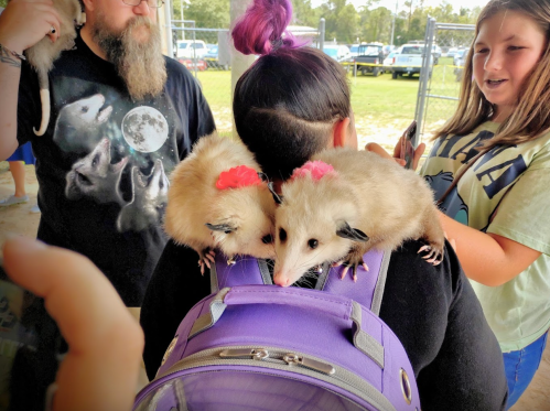 Two opossums with pink accessories sit on a person's purple backpack, surrounded by people at an outdoor event.