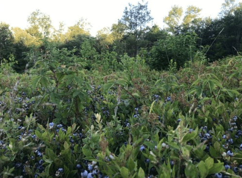 A lush field of green plants and bushes with clusters of small blue berries under a clear sky.