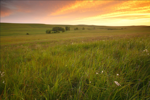 A serene landscape of tall grass and wildflowers under a vibrant sunset sky with rolling hills in the background.