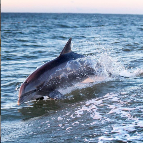 A dolphin leaps out of the water, creating splashes against a serene ocean backdrop.