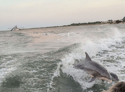 A dolphin swims alongside a boat in a calm sea, with a fishing vessel in the background under a pastel sky.