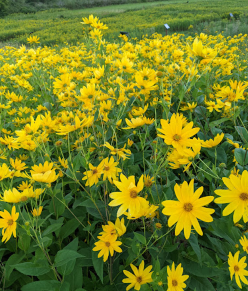 A vibrant field filled with bright yellow flowers, creating a cheerful and sunny landscape.