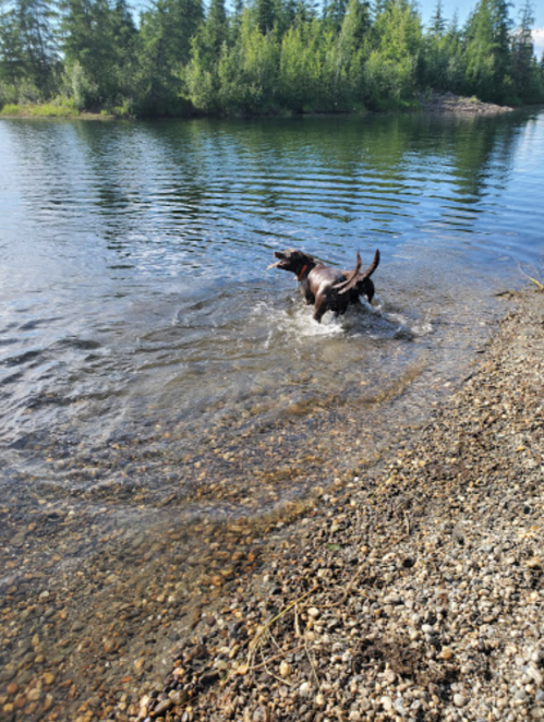 A brown dog splashes in shallow water near a rocky shore, surrounded by trees and a calm lake.