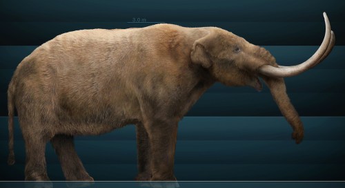 A life-sized model of a woolly mammoth, showcasing its large tusks and thick fur against a dark background.