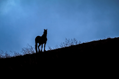 Silhouette of a horse standing on a hill against a blue twilight sky.