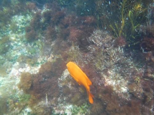 An orange fish swimming over a colorful underwater landscape with various sea plants and corals.