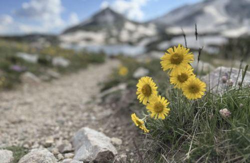 A close-up of bright yellow flowers beside a rocky path, with a blurred mountain landscape in the background.