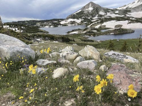 A scenic landscape featuring yellow wildflowers in the foreground, rocky terrain, and a mountainous backdrop with lakes.