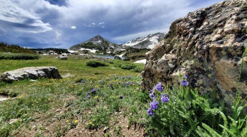 A rocky landscape with vibrant wildflowers in the foreground, mountains and a cloudy sky in the background.
