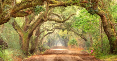 A serene dirt road lined with lush, arching trees, creating a natural canopy overhead.