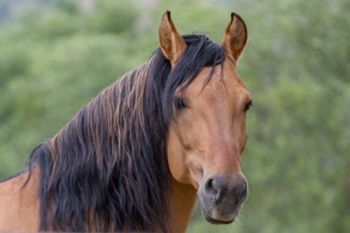 A close-up of a brown horse with a long black mane, set against a blurred green background.