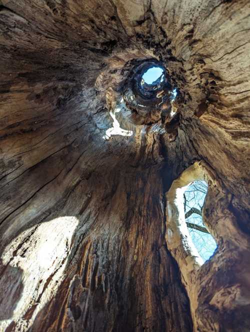 View looking up through a hollow tree trunk, revealing a blue sky and light filtering through openings.